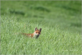 <p>LIŠKA OBECNÁ (Vulpes vulpes) Šluknovsko - Valdek /Red fox - Rotfuchs/</p>